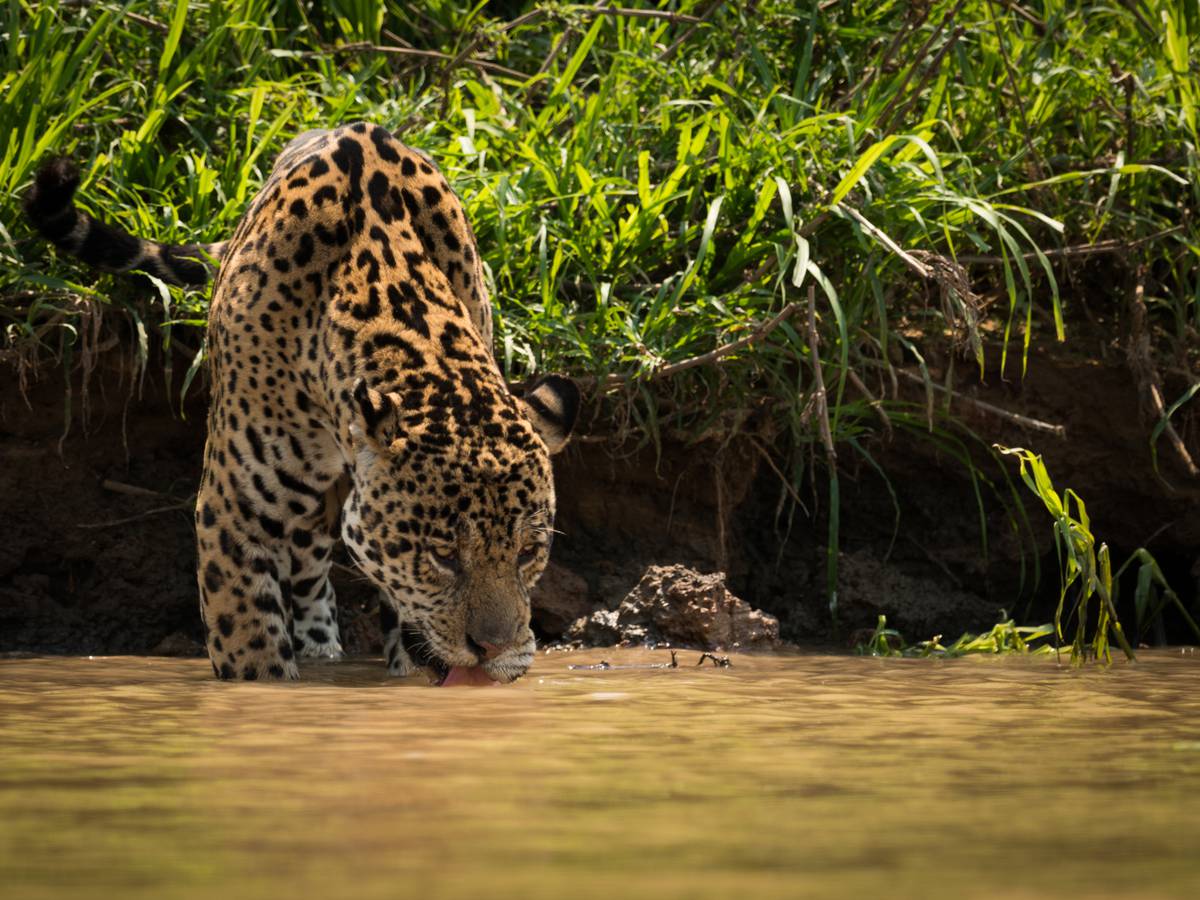 Lontra Pantanal Hotel - Corumbá - Mato Grosso do Sul